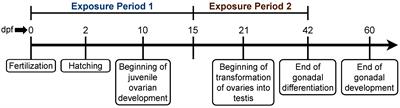 Fluoxetine Exposure During Sexual Development Disrupts the Stress Axis and Results in Sex- and Time- Dependent Effects on the Exploratory Behavior in Adult Zebrafish Danio rerio